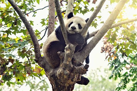 Giant Panda sleeps on the tree brunch. Foto de stock - Super Valor sin royalties y Suscripción, Código: 400-09069766