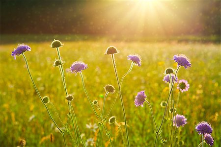 scabious - Purple scabious flowers growing in a natural setting with sunset. Stock Photo - Budget Royalty-Free & Subscription, Code: 400-09063318