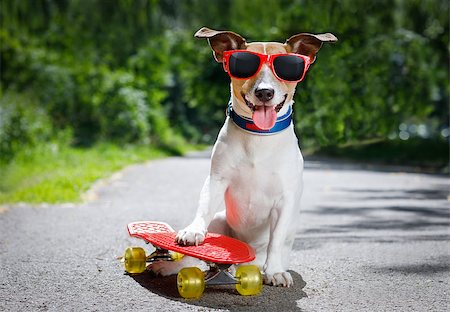 funny images of people driving - jack russell terrier dog  riding a skateboard as a skater , with sunglasses in summer vacation Stock Photo - Budget Royalty-Free & Subscription, Code: 400-09063630