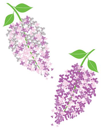 pergola illustration - vector illustration of lilac flowers in blossom Stock Photo - Budget Royalty-Free & Subscription, Code: 400-09088711