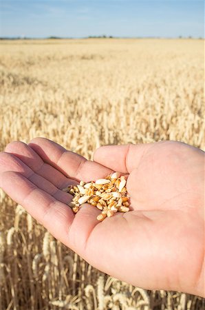 Mature farmer hand holding a handful of wheat grains just picked. Fruits of his labor Stock Photo - Budget Royalty-Free & Subscription, Code: 400-09081762