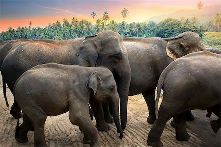 simsearch:400-04636750,k - Elephants go on a watering place in the jungle Stock Photo - Budget Royalty-Free & Subscription, Code: 400-09083278