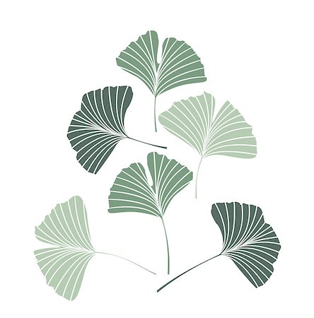 drawing of ginkgo leaf - Vector Illustration ginkgo biloba leaves. Nature background with leaves. Photographie de stock - Aubaine LD & Abonnement, Code: 400-09083911