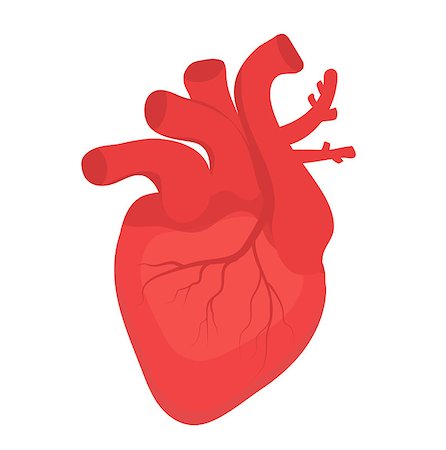 simsearch:400-04178497,k - Human heart icon, flat style. Internal organs symbol. Anotomy, cardiology, concept. Isolated on white background. Vector illustration Stock Photo - Budget Royalty-Free & Subscription, Code: 400-09096078