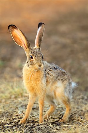 ecoshow (artist) - Scrub hare (Lepus saxatilis) in natural habitat, South Africa Stock Photo - Budget Royalty-Free & Subscription, Code: 400-09096462