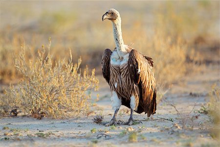 A white-backed vulture (Gyps africanus) sitting on the ground, South Africa Stock Photo - Budget Royalty-Free & Subscription, Code: 400-09096463