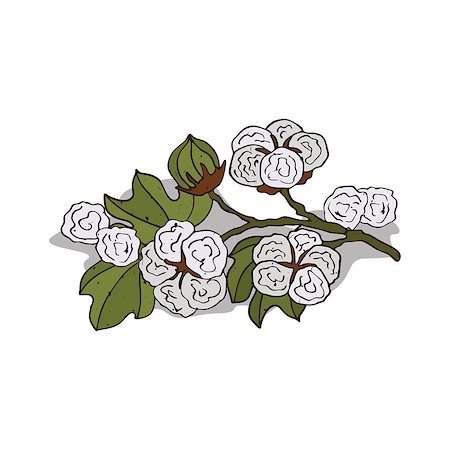 Isolated clipart of plant Cotton on white background. Botanical drawing of herb Gossypium or cotton with flowers and leaves Stock Photo - Budget Royalty-Free & Subscription, Code: 400-09096756