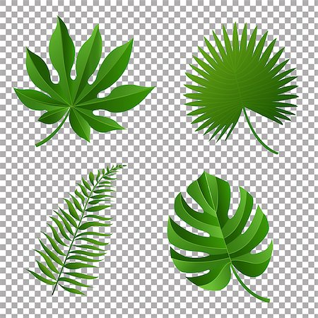 simsearch:400-05698489,k - Tropical Leaves, Vector Illustration, With Gradient Mesh Stock Photo - Budget Royalty-Free & Subscription, Code: 400-09090009