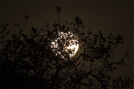Harvest Moon through trees on 6 October 2017 over Sussex, England. Stock Photo - Budget Royalty-Free & Subscription, Code: 400-09093045