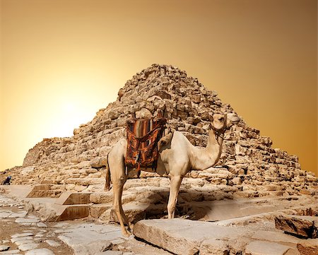 simsearch:400-04121488,k - Camel in sandy desert near mountains at sunset Foto de stock - Super Valor sin royalties y Suscripción, Código: 400-09113629