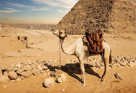 simsearch:400-05098768,k - Camel rests near ruins of entrance to pyramid Stock Photo - Budget Royalty-Free & Subscription, Code: 400-09113630