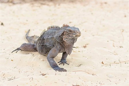 simsearch:400-05698814,k - Iguana, a large lizard feeds on plant food, has a long scaly tail and clawed legs. Similar to a dinosaur, a lizard or dragon Photographie de stock - Aubaine LD & Abonnement, Code: 400-09136632