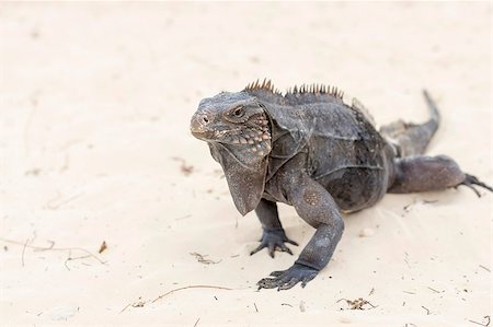 simsearch:400-05698814,k - Iguana, a large lizard feeds on plant food, has a long scaly tail and clawed legs. Similar to a dinosaur, a lizard or dragon Photographie de stock - Aubaine LD & Abonnement, Code: 400-09136633