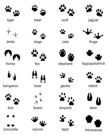 simsearch:400-04280168,k - Set of footprints of wild animals, illustration of black silhouette Stock Photo - Budget Royalty-Free & Subscription, Code: 400-09138126