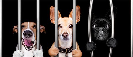 dog behind a cage photography - couple of  criminal dogs behind bars in police station, jail prison, or shelter  for bad behavior Stock Photo - Budget Royalty-Free & Subscription, Code: 400-09132078