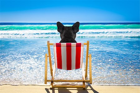 dog in heat - french bulldog dog resting and relaxing on a hammock or beach chair  at the beach ocean shore, on summer vacation holidays Stock Photo - Budget Royalty-Free & Subscription, Code: 400-09132454