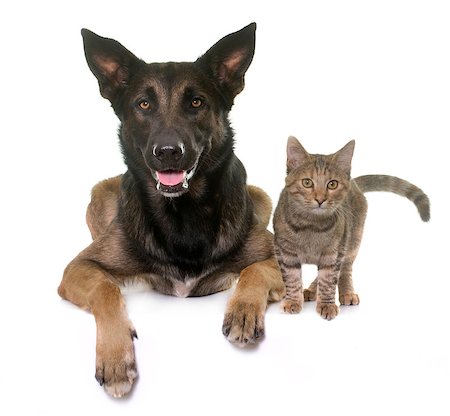 kitten and belgian shepherd malinois in front of white background Stock Photo - Budget Royalty-Free & Subscription, Code: 400-09140384