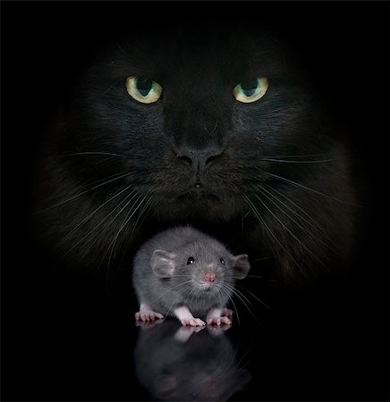 young rat and cat in front of black background Stock Photo - Budget Royalty-Free & Subscription, Code: 400-09140426