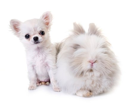 dwarf rabbit and puppy chihuahua in studio Stock Photo - Budget Royalty-Free & Subscription, Code: 400-09140692