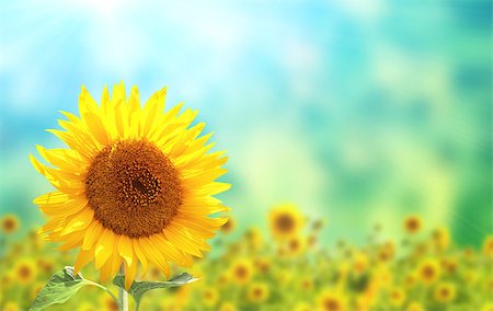 frenta (artist) - Bright yellow sunflower on blurred sunny background of green and blue color. Mock up template. Copy space for text Foto de stock - Super Valor sin royalties y Suscripción, Código: 400-09154266