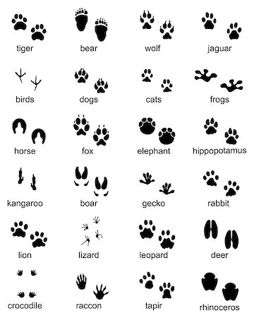 simsearch:400-04280168,k - Set of footprints of wild animals, illustration of black silhouette Stock Photo - Budget Royalty-Free & Subscription, Code: 400-09154667