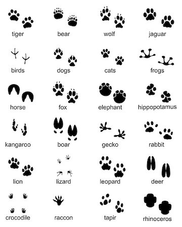 simsearch:400-04280168,k - Set of footprints of wild animals, illustration of black silhouette Stock Photo - Budget Royalty-Free & Subscription, Code: 400-09151953