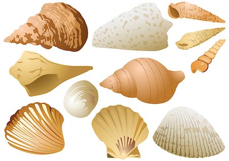 simsearch:400-08646884,k - Isolated Seashell Set on White Background - Colored Illustration of Underwater Life, Vector Stock Photo - Budget Royalty-Free & Subscription, Code: 400-09172439