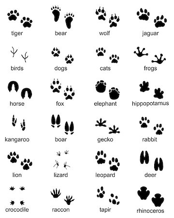simsearch:400-04280168,k - Set of footprints of wild animals, illustration of black silhouette Stock Photo - Budget Royalty-Free & Subscription, Code: 400-09172675