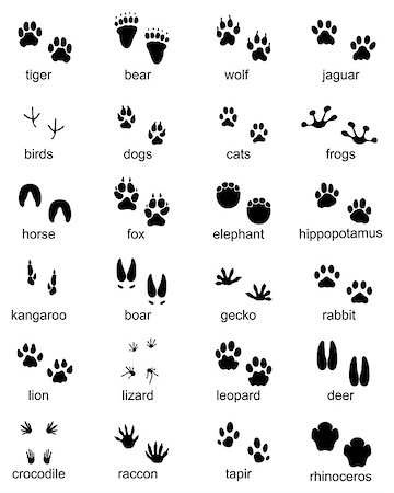 simsearch:400-04280168,k - Set of footprints of wild animals, illustration of black silhouette Stock Photo - Budget Royalty-Free & Subscription, Code: 400-09172676