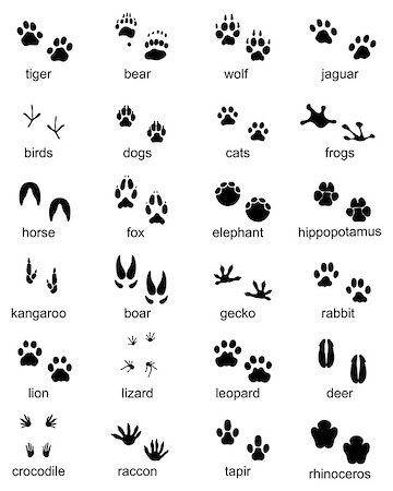 simsearch:400-04280168,k - Set of footprints of wild animals, illustration of black silhouette Stock Photo - Budget Royalty-Free & Subscription, Code: 400-09173336