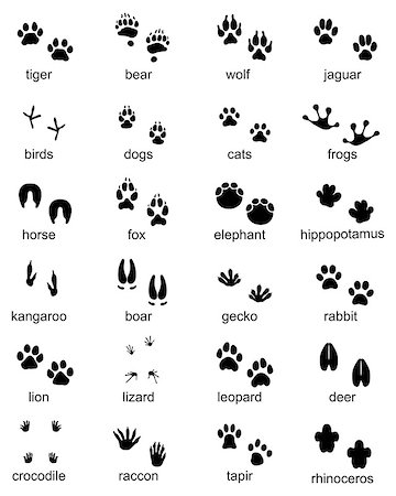 simsearch:400-04280168,k - Set of footprints of wild animals, illustration of black silhouette Stock Photo - Budget Royalty-Free & Subscription, Code: 400-09173337
