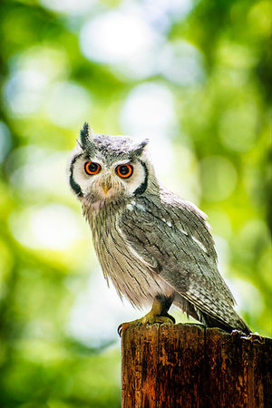 eagle face - Owl sitting on the stump in the sunny forest. Stock Photo - Budget Royalty-Free & Subscription, Code: 400-09224647