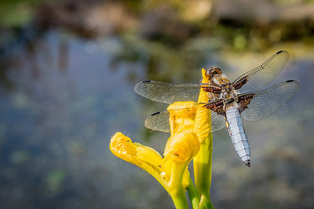 simsearch:400-05703373,k - Dragon Fly on a flower viewed from above macro image with shallow depth of field Stock Photo - Budget Royalty-Free & Subscription, Code: 400-09225937