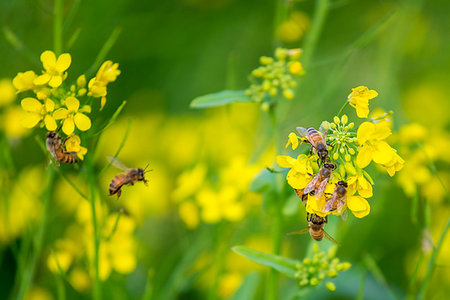 dhaka - A honey basket of a mobile honey collection plant, in a mustard field, in munshigonj, Dhaka, Bangladesh. Stock Photo - Budget Royalty-Free & Subscription, Code: 400-09220849