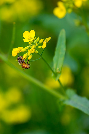 dhaka - A honey basket of a mobile honey collection plant, in a mustard field, in munshigonj, Dhaka, Bangladesh. Stock Photo - Budget Royalty-Free & Subscription, Code: 400-09220851