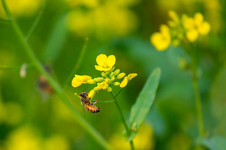 dhaka - A honey basket of a mobile honey collection plant, in a mustard field, in munshigonj, Dhaka, Bangladesh. Stock Photo - Budget Royalty-Free & Subscription, Code: 400-09220852