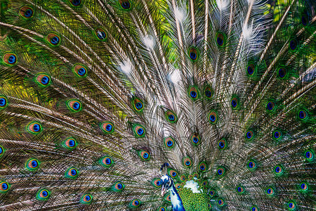 Beautiful peacock showing off his colorful tail fully opened Stock Photo - Budget Royalty-Free & Subscription, Code: 400-09221055