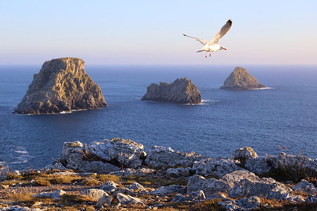 simsearch:632-05759883,k - Pen-Hir Cape at dusk, Crozon Peninsula, Brittany, France Stock Photo - Budget Royalty-Free & Subscription, Code: 400-09221400