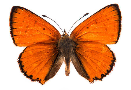 Male large copper butterfly (Lycaena dispar) isolated on a white background Photographie de stock - Aubaine LD & Abonnement, Code: 400-09221453