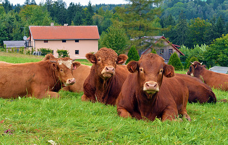 simsearch:400-05323136,k - Red cows lying on a alp green meadow and relax Foto de stock - Super Valor sin royalties y Suscripción, Código: 400-09223926