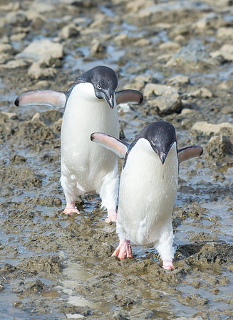 simsearch:693-03301867,k - Adelie Penguins walking on the beach in Antarctica Stock Photo - Budget Royalty-Free & Subscription, Code: 400-09268424