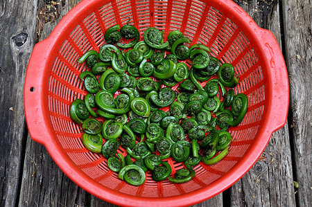 Fiddlehead Ferns, just beginning to uncurl, an early spring treat for the table. Trimmed and sitting in a red colander, these spring greens are dripping from their first washing. A staple of the east coast diet, they are the first tasty greens of the year, appearing in early June.  Gathered in the wild. Stock Photo - Budget Royalty-Free & Subscription, Code: 400-09275539