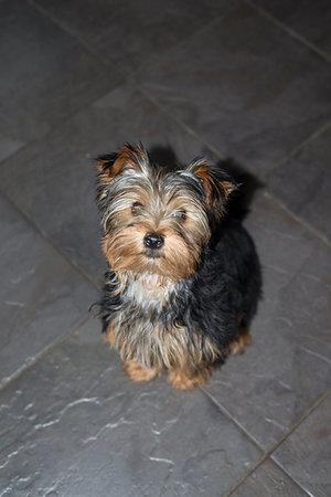 simsearch:400-04185637,k - young grey mini yorkie terrier sitting on a slate floor Stock Photo - Budget Royalty-Free & Subscription, Code: 400-09273689