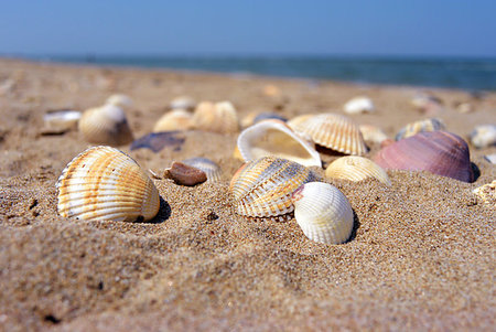 simsearch:400-08646884,k - Sea and seashells. A lot of empty shells on the beach, close-up view. Stock Photo - Budget Royalty-Free & Subscription, Code: 400-09273756