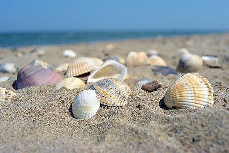 simsearch:400-08646884,k - Sea and seashells. A lot of empty shells on the beach, close-up view. Stock Photo - Budget Royalty-Free & Subscription, Code: 400-09273757