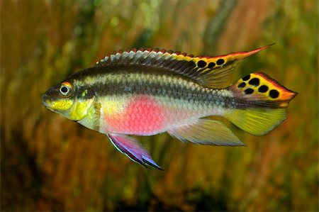 simsearch:400-04052109,k - Colorful kribensis or purple cichlid (Pelvicachromis pulcher) from Nigeria Stock Photo - Budget Royalty-Free & Subscription, Code: 400-03908750