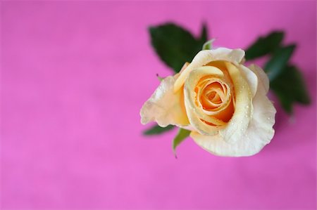 simsearch:649-07648640,k - Yellow rose with water droplets on a white vase against a pink background. Background is textured, not noise. Stock Photo - Budget Royalty-Free & Subscription, Code: 400-03909023