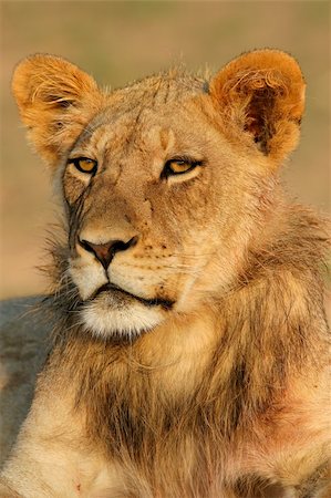simsearch:400-04109301,k - Portrait of a young African lion, (Panthera leo), Kalahari, South Africa Stock Photo - Budget Royalty-Free & Subscription, Code: 400-03909559