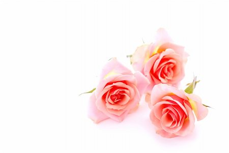 simsearch:700-01538773,k - Three pink roses on white background with space for copy Stock Photo - Budget Royalty-Free & Subscription, Code: 400-03909793