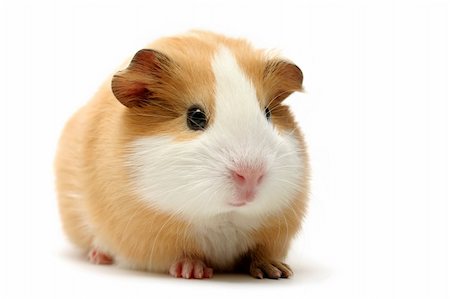 simsearch:400-04286557,k - cute guinea pig shot over white Stock Photo - Budget Royalty-Free & Subscription, Code: 400-03909965